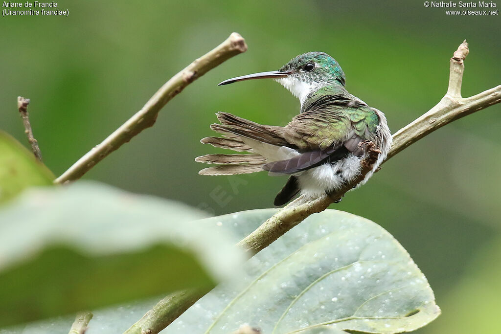 Andean Emeraldadult, identification, care