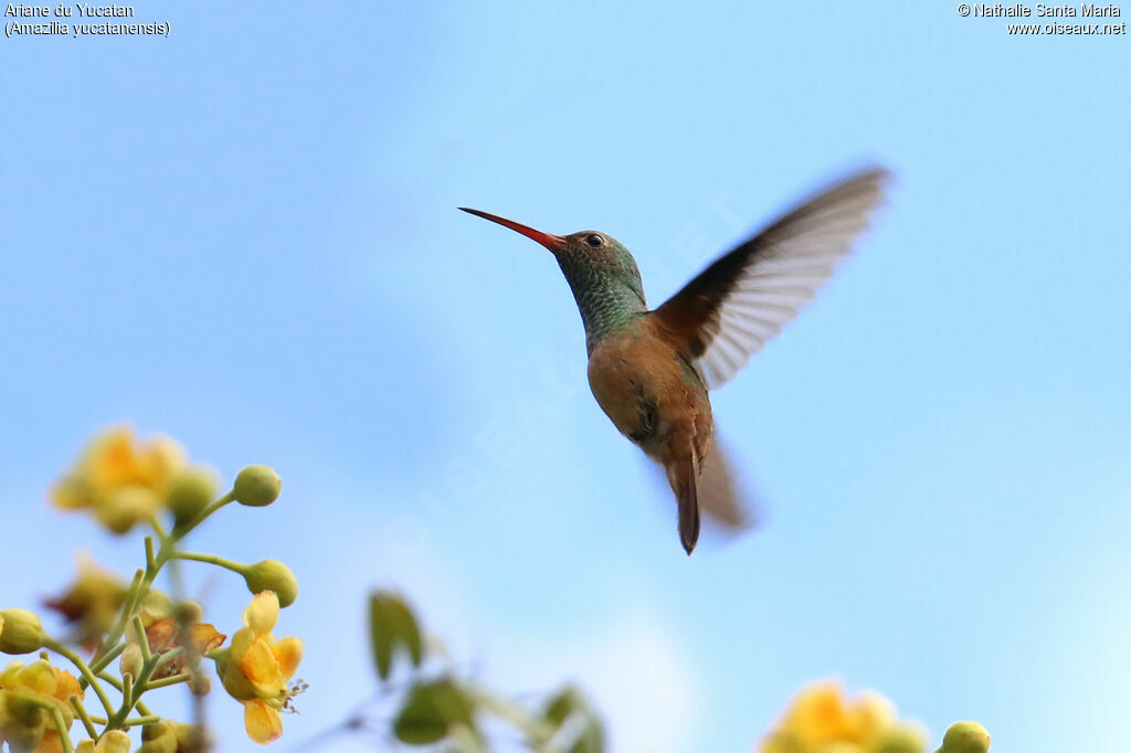 Buff-bellied Hummingbirdadult, identification, Flight