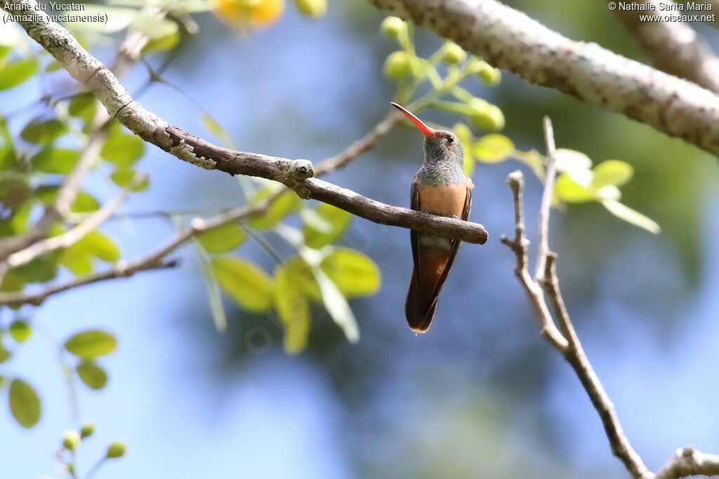 Ariane du Yucatanadulte, habitat