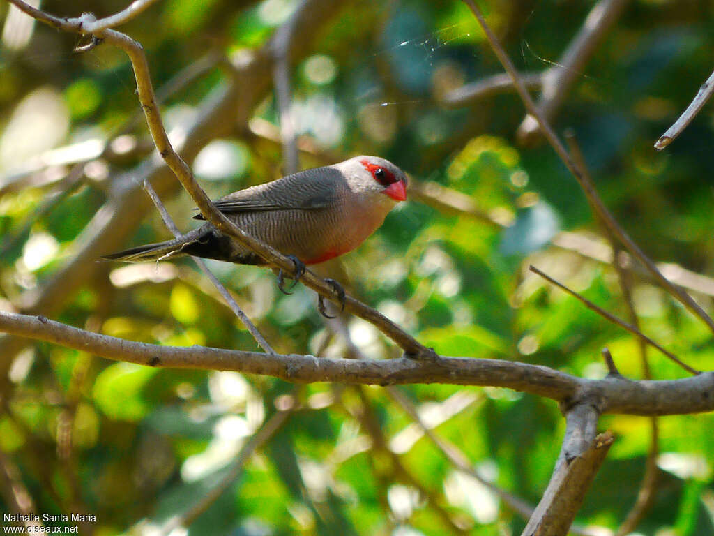 Common Waxbilladult, identification