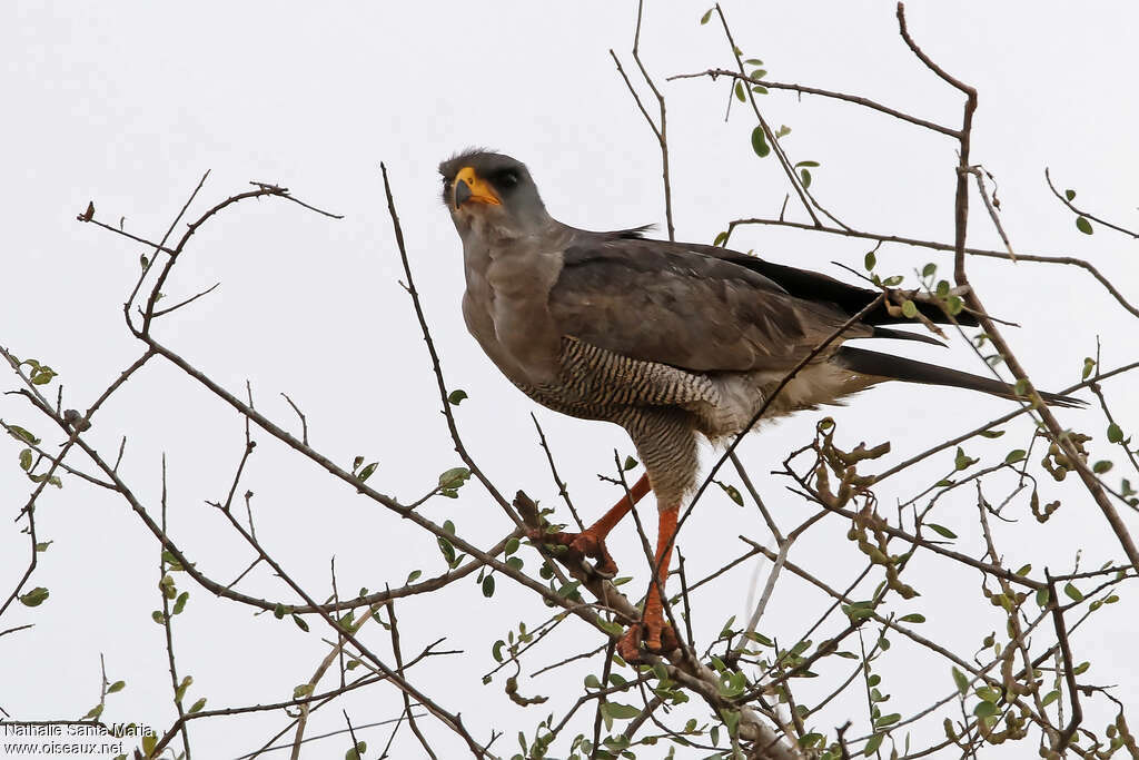 Eastern Chanting Goshawkadult, identification
