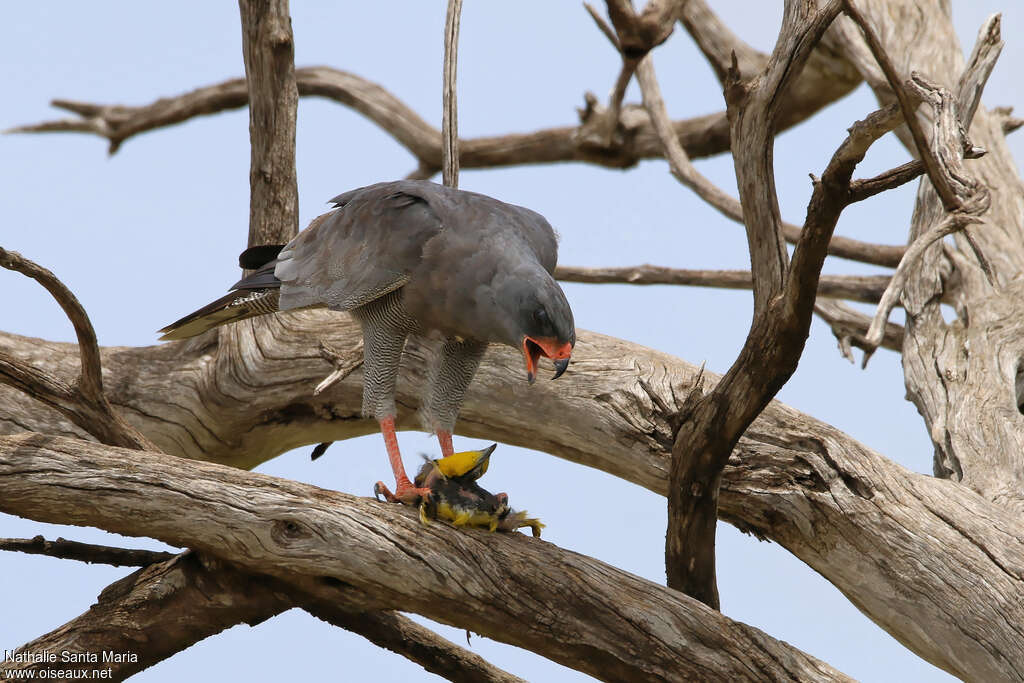 Dark Chanting Goshawkadult, identification, feeding habits, eats