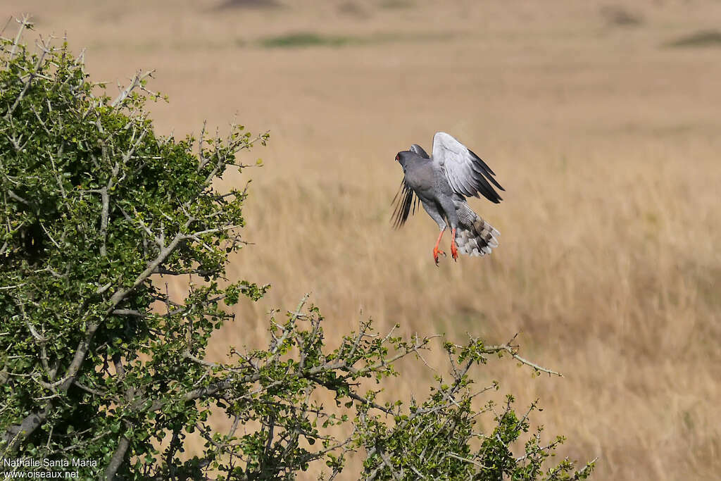 Dark Chanting Goshawkadult, habitat, Flight