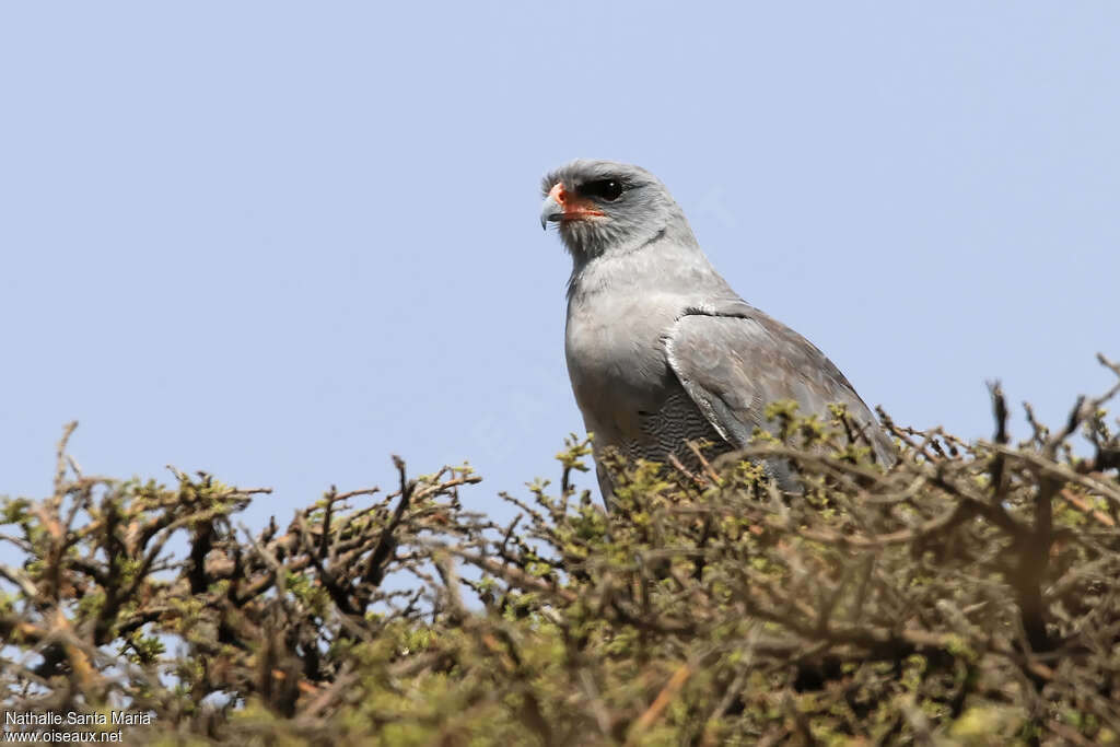 Dark Chanting Goshawkadult, identification