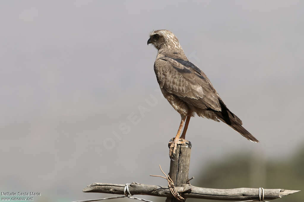 Dark Chanting Goshawksubadult, identification