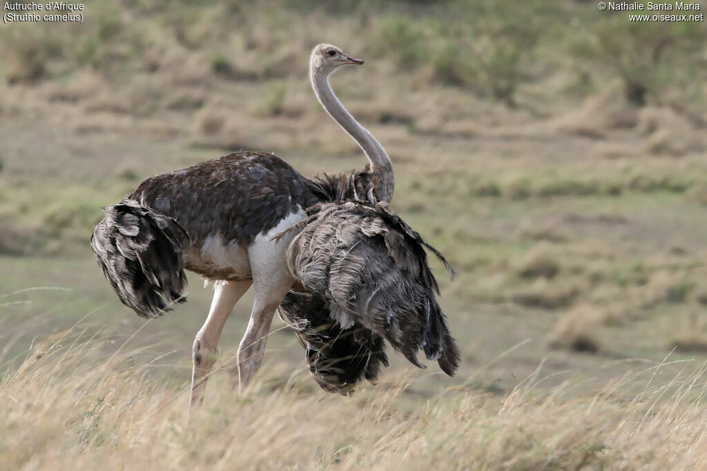 Common Ostrich female adult, identification