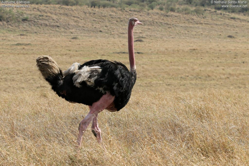 Common Ostrich male adult, identification, walking