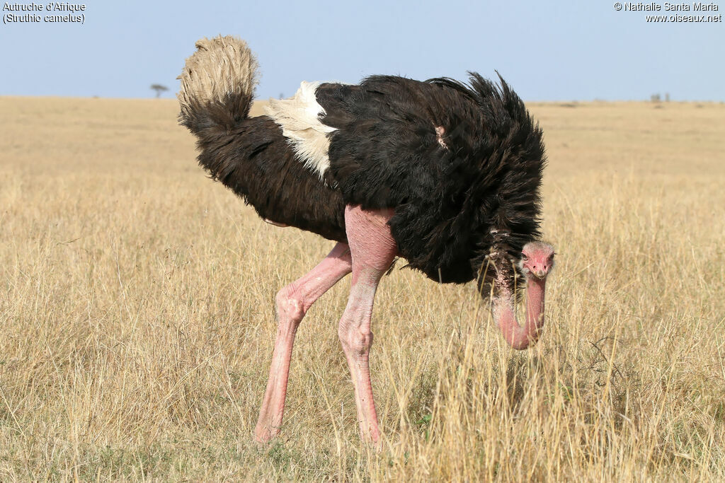 Common Ostrich male adult, identification, walking
