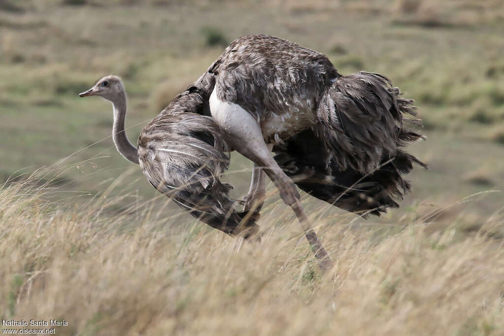 Common Ostrich female adult breeding, identification, walking