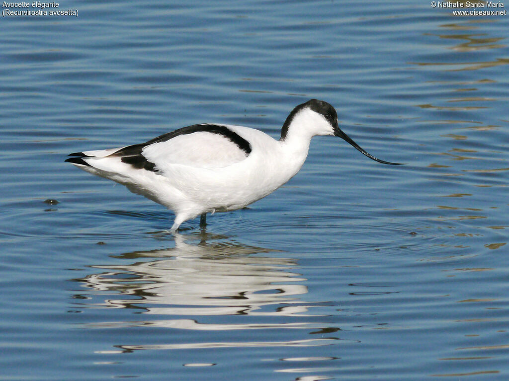 Avocette éléganteadulte, identification, marche