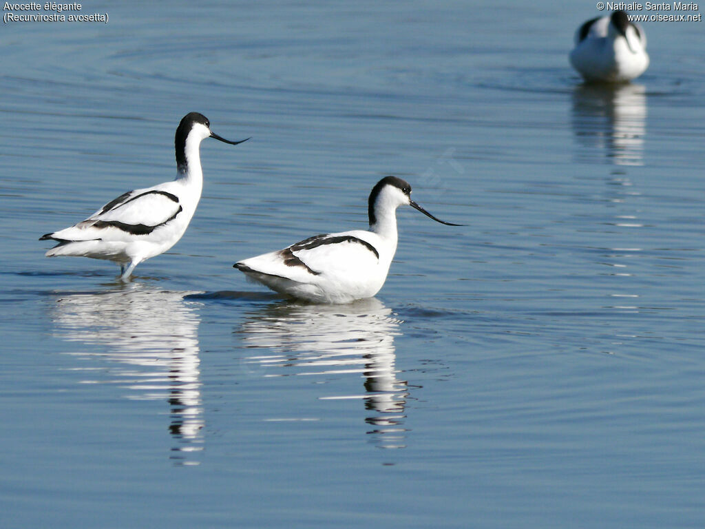 Avocette éléganteadulte, identification