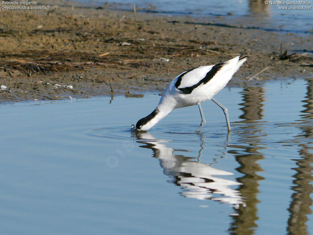 Avocette éléganteadulte, identification, pêche/chasse