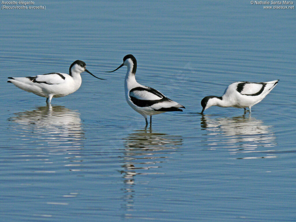 Avocette éléganteadulte, identification