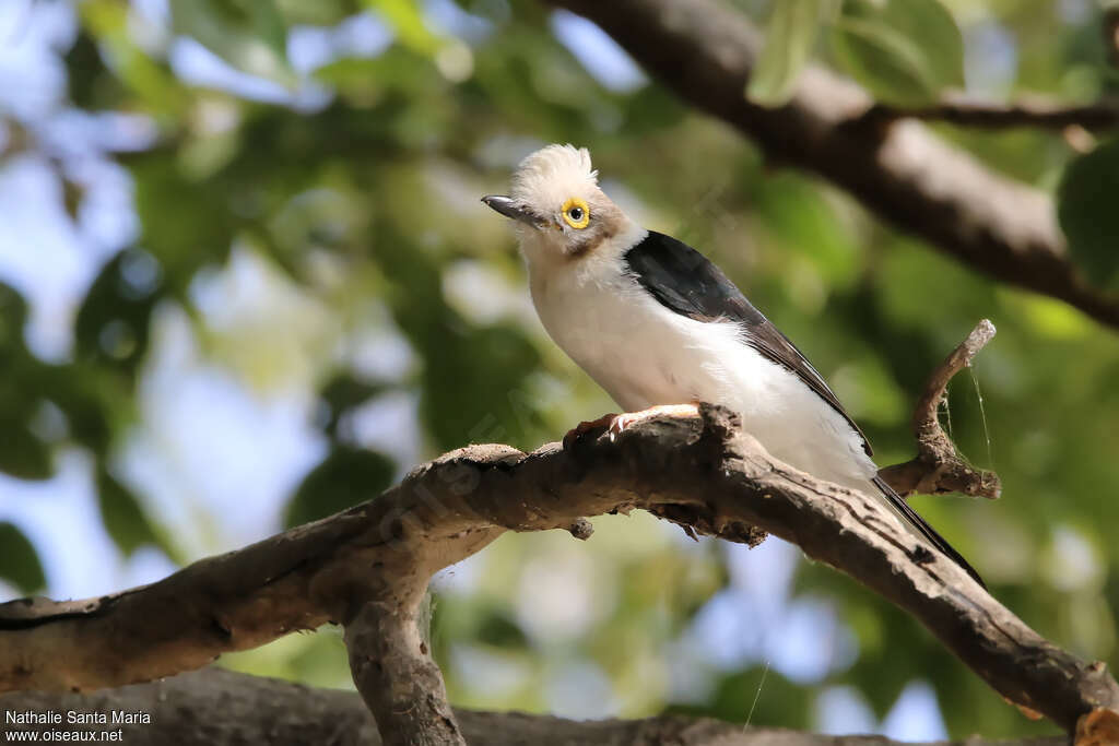 White-crested Helmetshrikeadult, identification