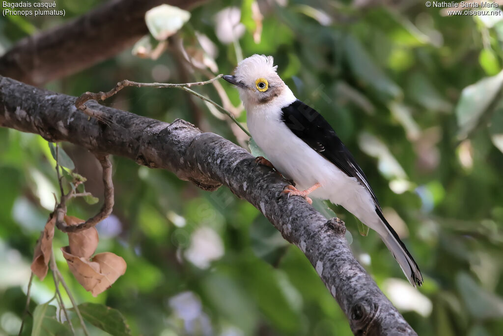 White-crested Helmetshrikeadult, identification