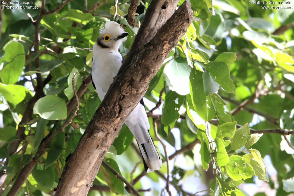White-crested Helmetshrikeadult, habitat
