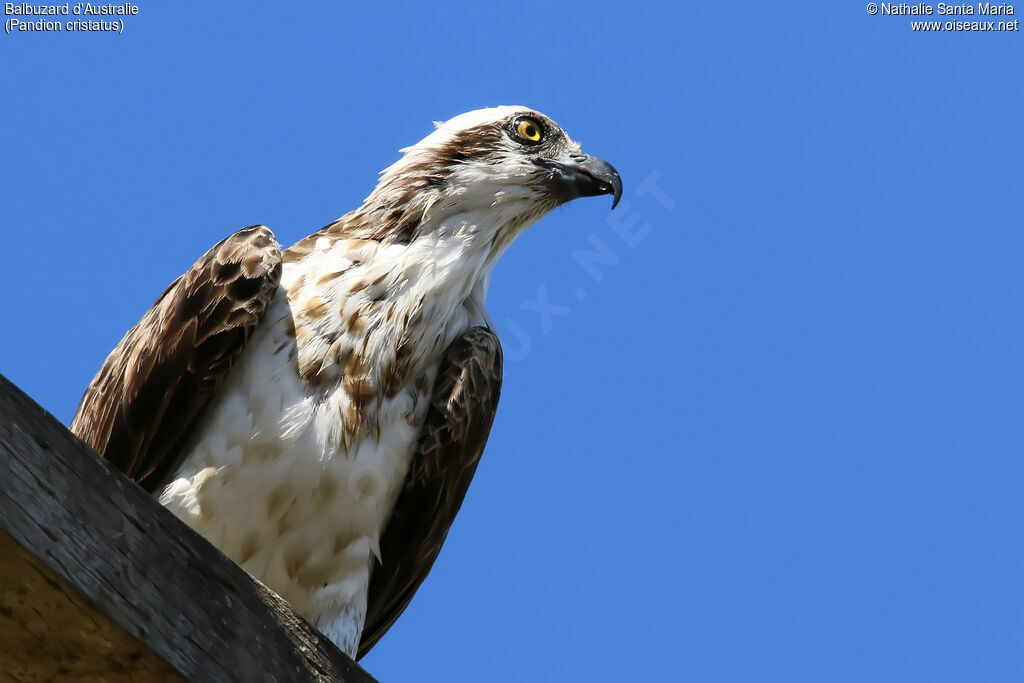 Osprey (cristatus)immature, identification