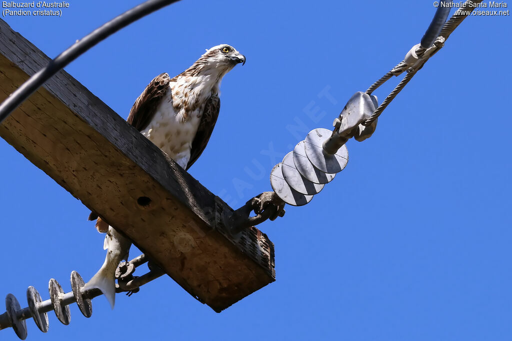 Balbuzard d'Australieimmature, identification, régime