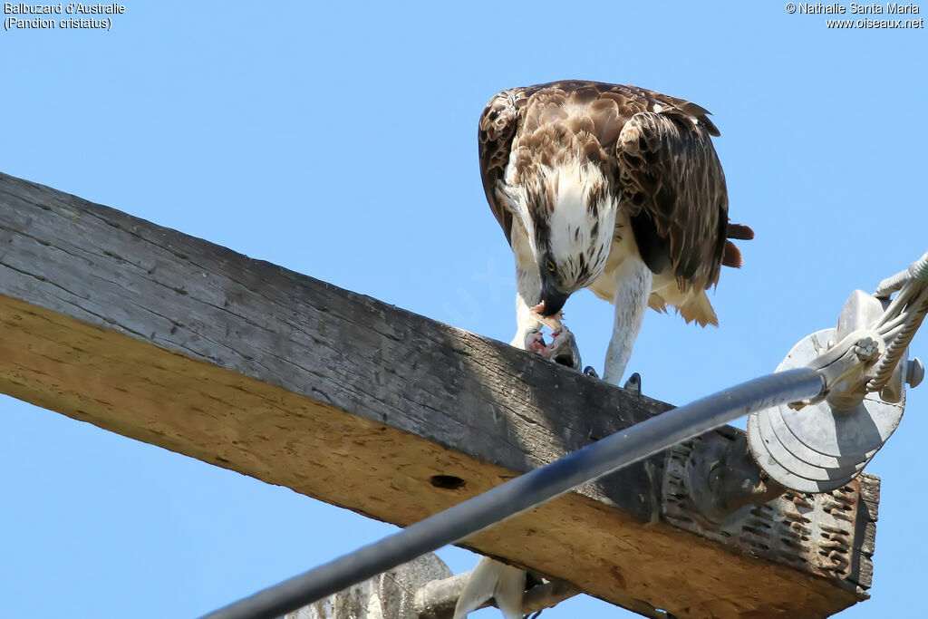 Balbuzard d'Australieimmature, identification, mange