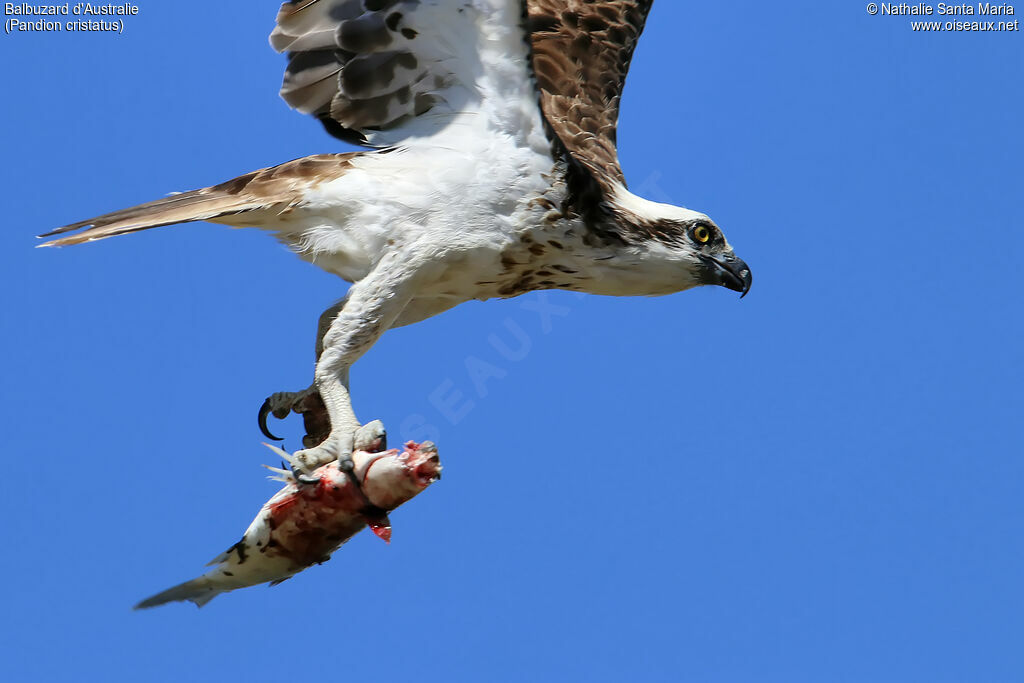 Osprey (cristatus)immature, identification, Flight, feeding habits