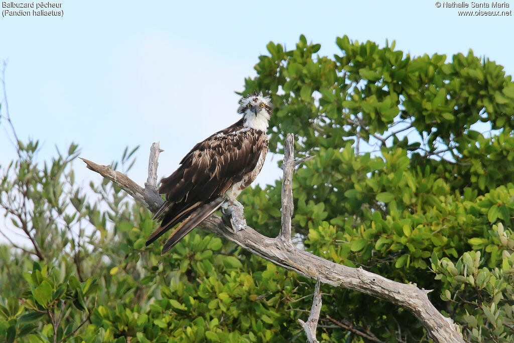 Ospreyimmature, habitat
