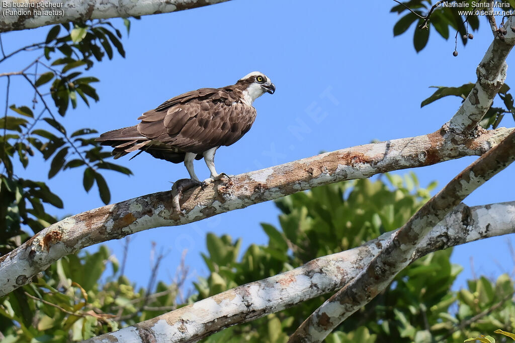 Balbuzard pêcheuradulte, identification, régime, pêche/chasse