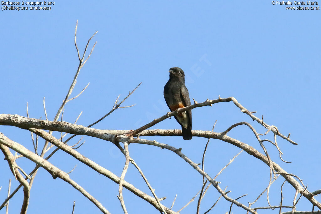 Swallow-winged Puffbird