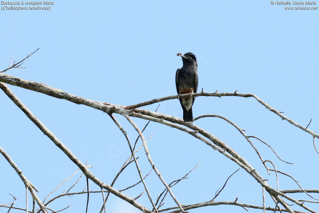 Swallow-winged Puffbird