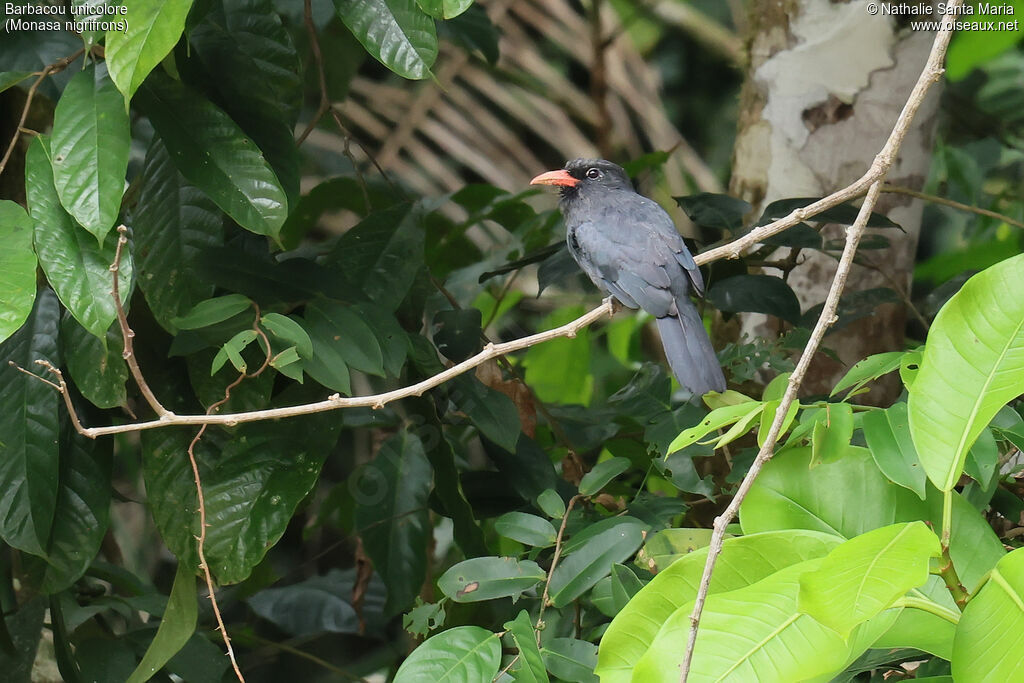 Black-fronted Nunbird
