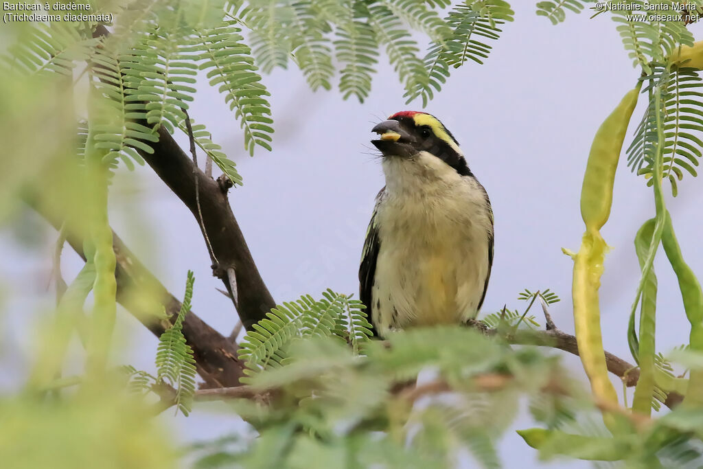 Red-fronted Barbetadult, identification, feeding habits, eats