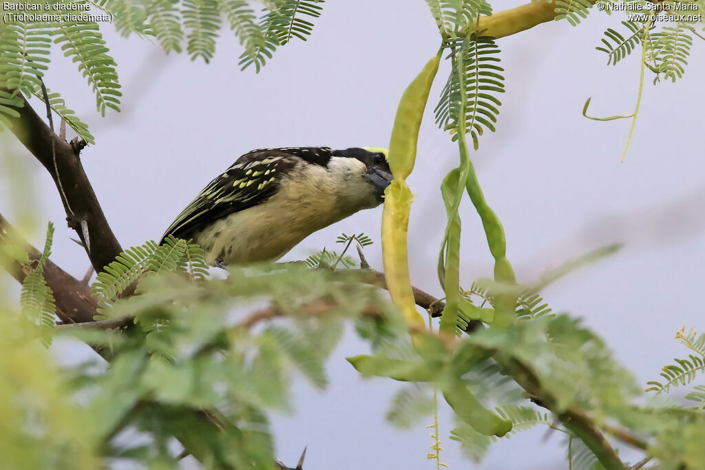Red-fronted Barbetadult, identification, eats