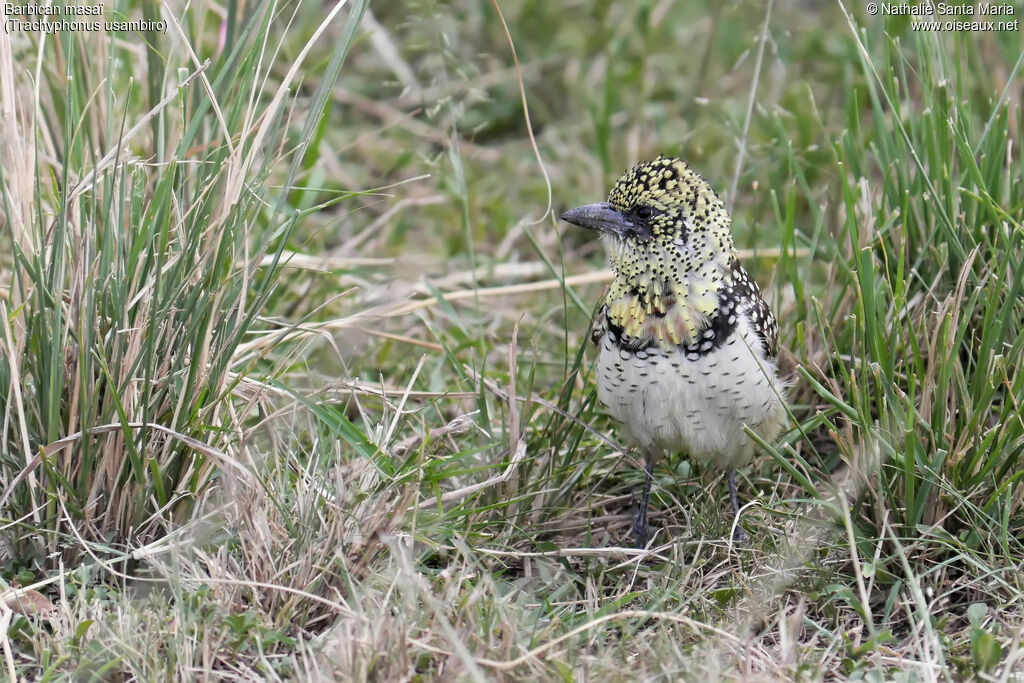 Barbican masaïadulte, habitat