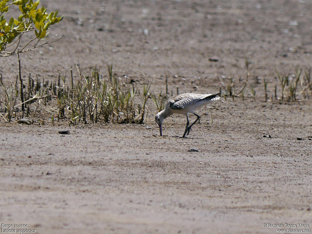 Bar-tailed Godwitadult post breeding, identification, walking, fishing/hunting