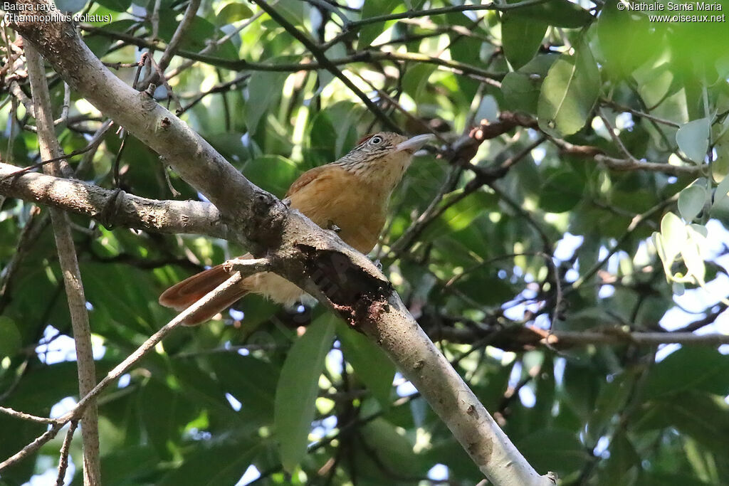 Batara rayé femelle adulte, identification