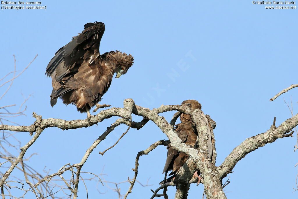 Bateleur des savanesimmature, identification, marche