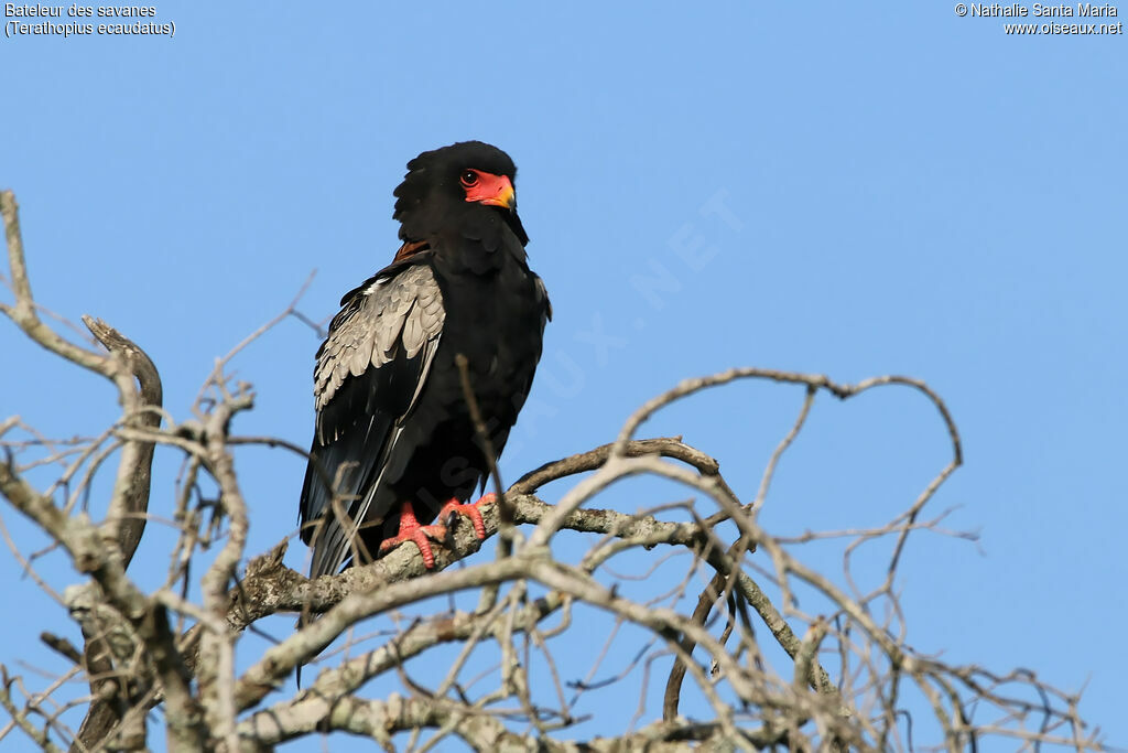 Bateleur des savanesadulte, identification