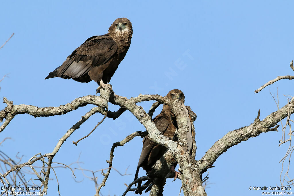 Bateleur des savanesimmature, identification