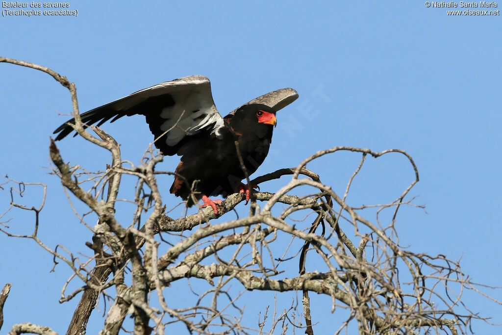 Bateleur des savanesadulte, identification