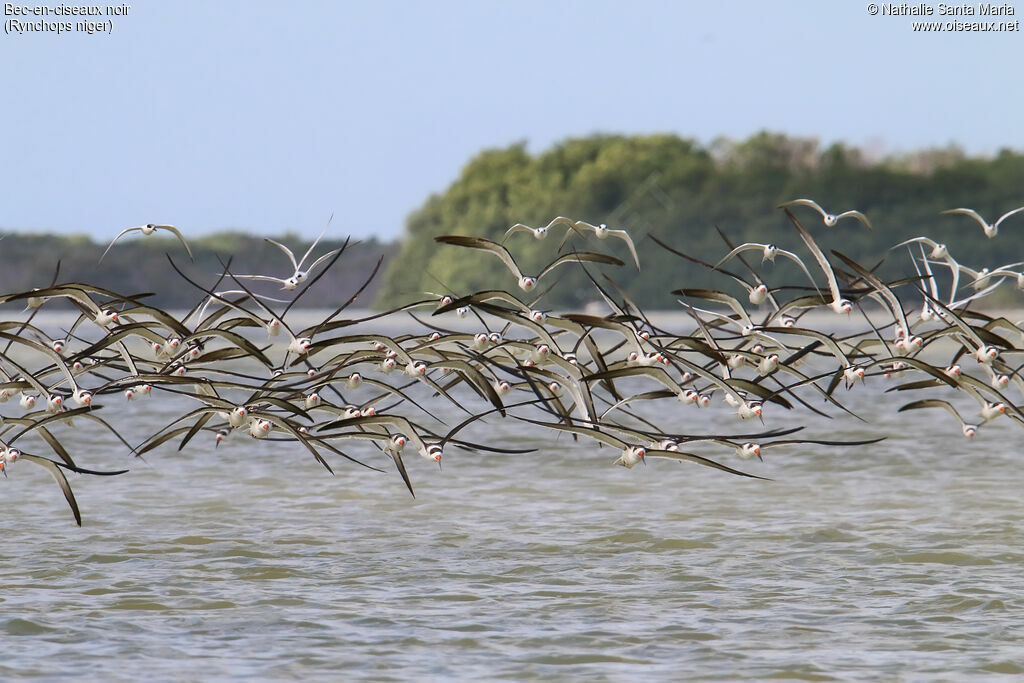 Bec-en-ciseaux noiradulte, habitat, Vol