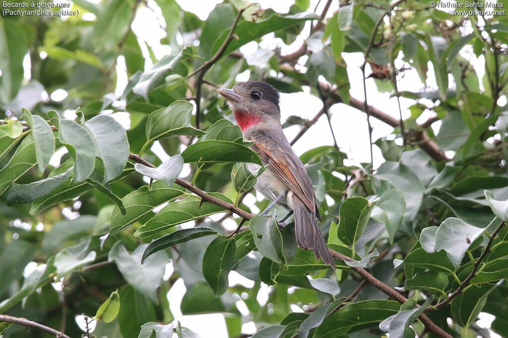 Rose-throated Becard male adult, habitat