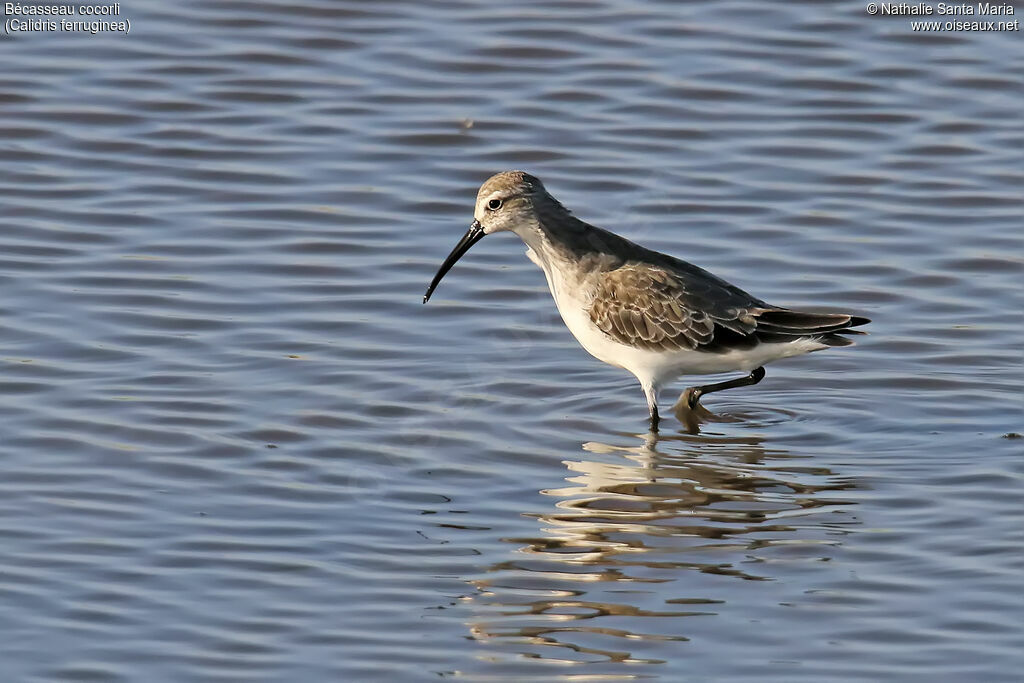 Curlew Sandpiperadult post breeding, identification, walking
