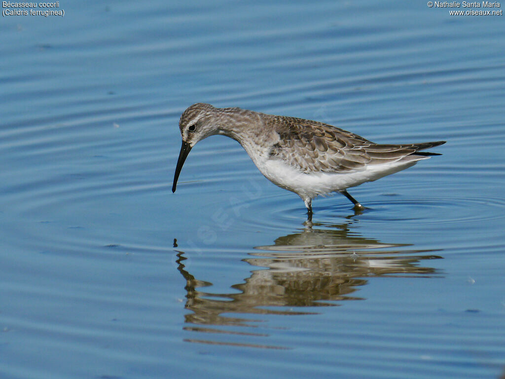 Curlew Sandpiperadult post breeding, identification, walking, fishing/hunting