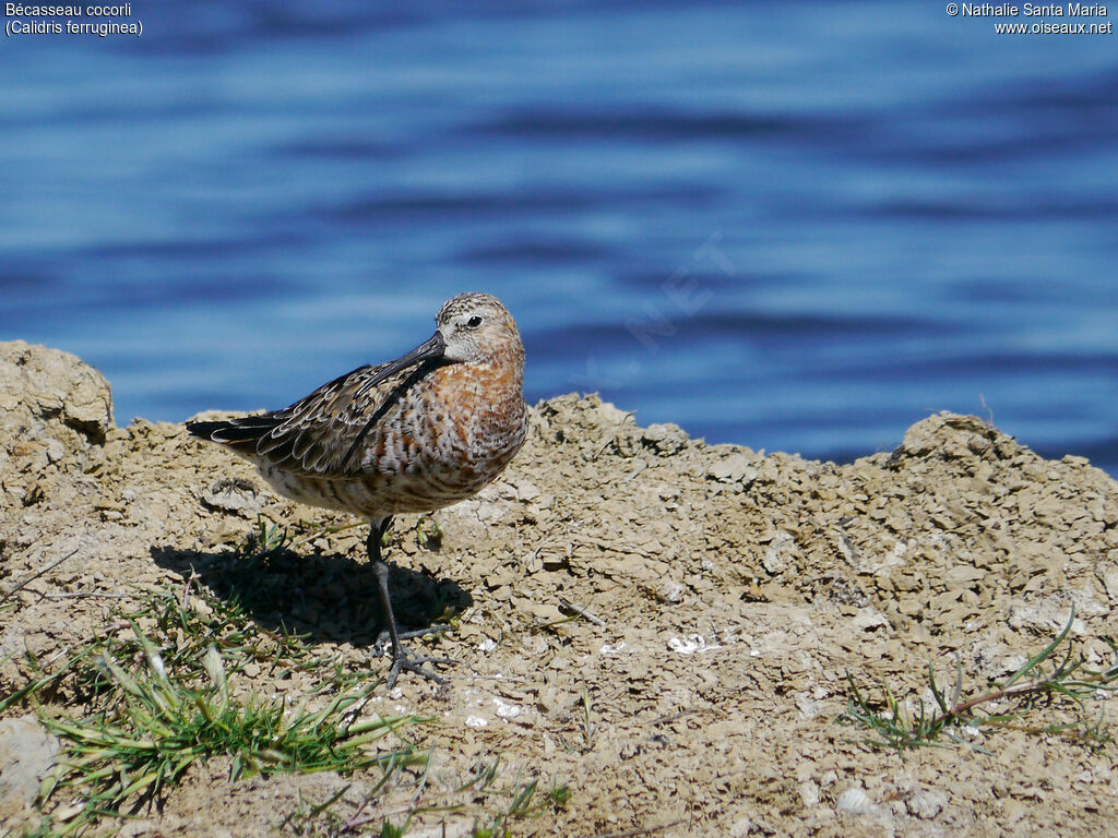 Curlew Sandpiperadult breeding, identification, Behaviour