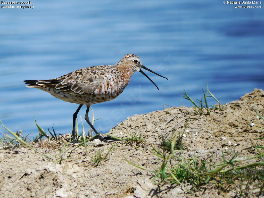 Curlew Sandpiperadult breeding, identification, walking