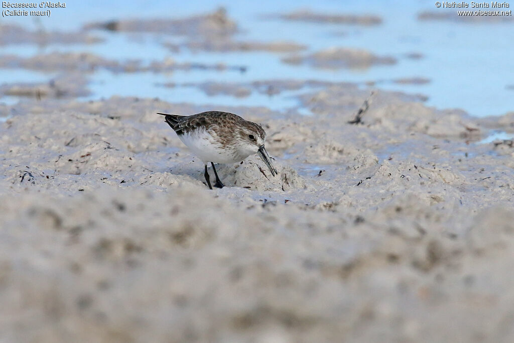 Western Sandpiper, identification, walking