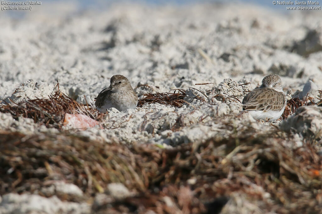 Bécasseau d'Alaska, habitat, camouflage
