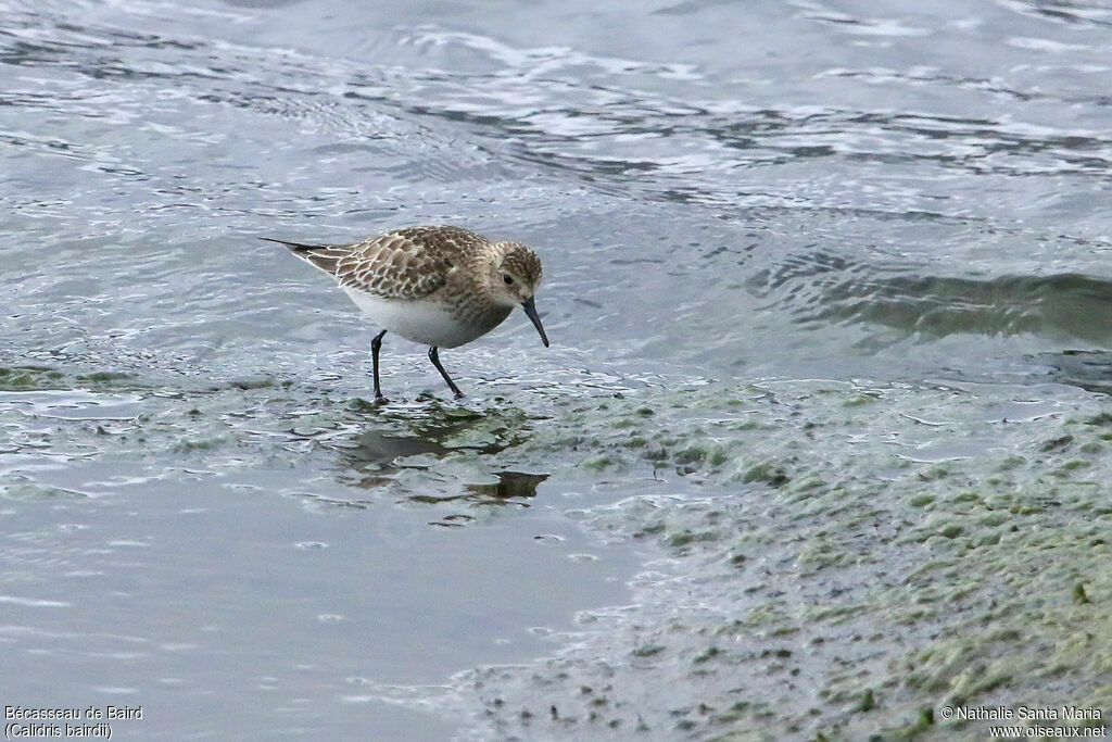Baird's Sandpiperadult, habitat, walking