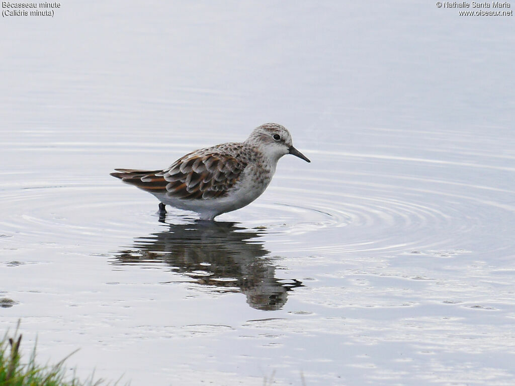 Little Stintadult breeding, identification, aspect, walking