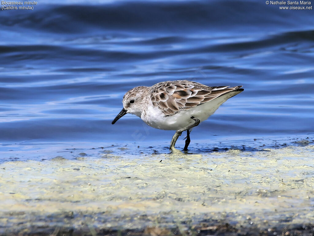 Little Stintjuvenile, identification, walking