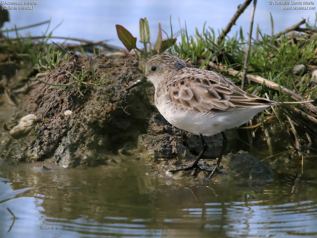 Little Stintjuvenile, habitat, walking